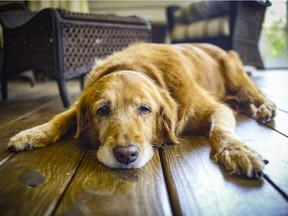 Palliative care and home euthanasia is an up and coming area of veterinary medicine.