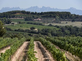 Spanish wines wines are growing in quality and popularity, proving wine regions determined to evolve and renew their laws that govern production and quality are likely to have more success engaging the modern wine drinker.