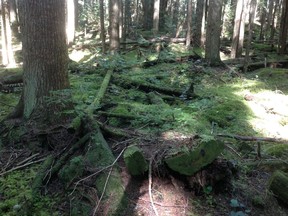 The Forest Practices Board has found that at-risk plant communities such as western hemlock/flat moss are not being protected.