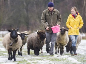 Ava and Jeffrey Reeve are young landless farmers raising sheep, ducks and chickens on Fred Glasbergen's agricultural land in Langley.