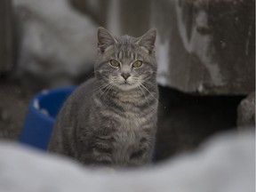 A file photo of a cat is shown here.