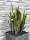 Snake Plant (Sansevieria) is valued for its structure and resilience.