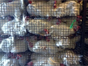Chickens loaded for transport in an image captured by a Mercy for Animals volunteer working undercover.