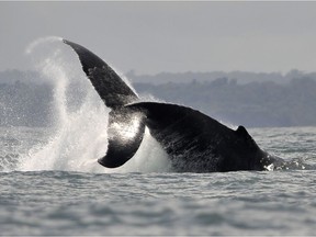 A Humpback whale jumps in the water.