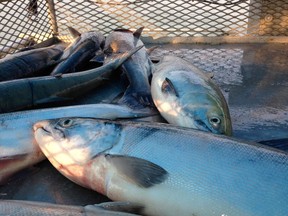 Six-pound sockeye salmon caught during a gillnet test fishery on the lower Fraser River in 2014.