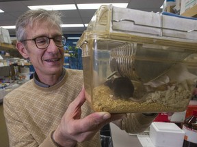 Fabio Rossi, director of the biomedical research centre at UBC with a lab mouse that is being helping with his research into ALS and MS.