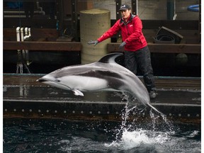 The Vancouver Park Board is appealing a court decision that determined it didn't have the authority to ban whales, dolphins and porpoises at the city's aquarium. Helen, a Pacific white-sided dolphin, performs at Vancouver Aquarium.