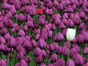 Tulips in bloom during the 2017 Tulip Festival.