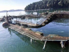 A Washington senator says he wants to see British Columbia join the state in phasing out ocean-based Atlantic salmon farms when the province decides whether to renew farm leases in
June. Critics of open-net fish farms say the escape of 305,000 Atlantic salmon in Washington state should spur Canada to support a transition to land-based aquaculture. The damaged Cooke Aquaculture net pen near Cypress Island in Washington state.