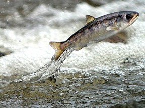 A juvenile spring chinook salmon jumps in the Rogue River in Oregon.