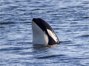 Canadian and U.S. conservation groups are calling on the federal government to respond to an urgent need to reduce threats to southern resident killer whales.