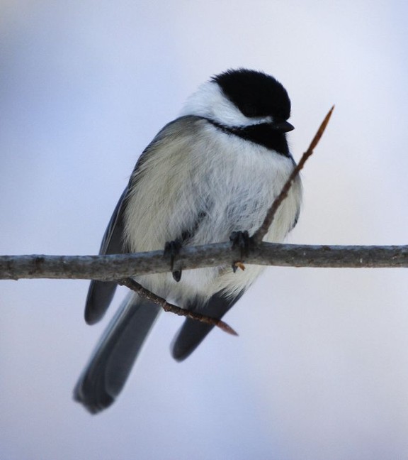 Bring birds into your world with backyard feeders Vancouver Sun