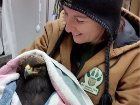 Larissa Deneault holds a golden eagle at an animal rehabilitation centre in Kamloops, B.C. in a handout photo. Staff at the rehabilitation centre typically don't know where their rescued animals originally came from, but a the Golden Eagle, complete with GPS tracker was able to reveal just that.