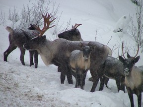 Mountain caribou are threatened by habitat loss, recreational activities and invasive species.