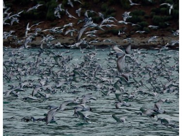 A blizzard of birds – mostly cape petrels -- swoops and swirls just off the island in the Antarctic region where they come along with elephant seals, fur seals, king penguins and macaroni penguins to feed on plankton and krill. Elsehul Bay, South Georgia is such a rich feeding ground that it was the base for whaling in the last century.