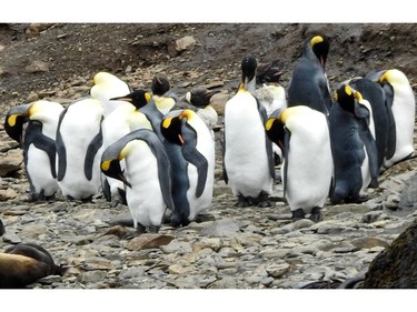 ELSEHUL BAY, South Georgia – King penguins are second only to emperors when it comes to their height and weight.  It takes 14 months for a pair to raise a chick. The chicks at Elsehul Bay, South Georgia have already fledged and are no longer dependent on their parents for food.