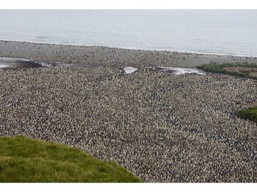 This is what tens of thousands of king penguins look like from above on a ridge over the rookery at Salisbury Plain, South Georgia.