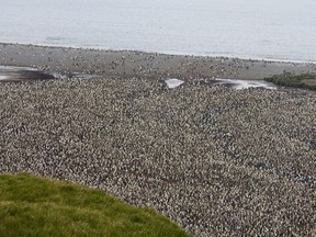 This is what tens of thousands of king penguins look like from above on a ridge over the rookery.