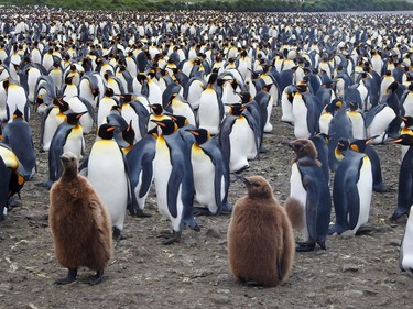 King penguin chicks have shaggy brown coats that they shed in clumps before they get into the water for the first time. If they happen to fall into the water before that, they'll likely drown because their fluffy feathers aren't waterproofed. So, they hang around the rookery, waiting for the parents to come back and feed them. Daphne is visiting Salisbury Plain, South Georgia. (