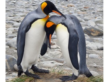 SALISBURY PLAIN, South Georgia – A mating pair of king penguins do their ritual dance. Unlike most other species, kings aren't monogamous. Because of the short breeding season, they don't always wait for their mates to return before breeding. Daphne is visiting Salisbury Plain,
 South Georgia.