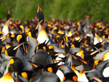 Unlike other penguins, the elegant kings live in large, permanent rookeries or colonies throughout the year. Some can be as large as half a million birds. So, they're easy enough to find because you can hear their calls from many kilometres away and, depending on the direction of the wind, you can often smell them a great distance as well. Daphne is at Cooper Harbour, South Georgia.