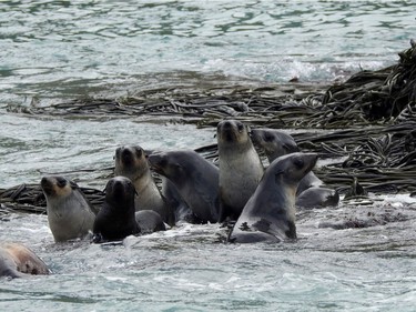 A group of curious fur seals stop playing in the surf just long enough to take a good look at Cooper Harbour, South Georgia.