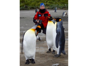 Vancouver Sun columnist Daphne Bramham photograghs king penguins at Cooper Harbour, South Georgia, in the Antarctica on Feb. 7, 2018.