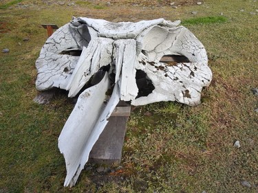 A whale's skull, a remnant of the 20th century whale hunt lies in the grass at Grytzviken, South Georgia. This plant and its settlement where the heart of the whaling industry and the largest of six processing plants on the island. The plant closed in 1962.