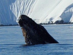 A humpback whale surfaces, while feeding on krill in the rich Antarctic waters of Fournier Bay. Humpbacks were hunted nearly to extinction in the 20th century but are making a strong comeback since commercial whaling was banned in 1982.