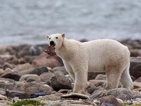 A polar bear eats a piece of whale meat as it walks along the shore of Hudson Bay near Churchill, Man.