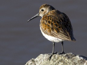 A western sandpiper is seen on Brunswick Point in Delta.