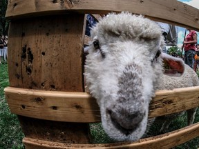 Two children and a daycare operator were attacked by a sheep in Nanaimo.