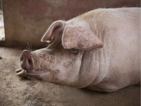 MAKE IT CLEAR THIS IS NOT NOT THE PIG IN THE STORY Profile portrait of snout of a pig and ears in stall with light streaming in. FIL ART, WRITE PIC FROM STORY. Getty Images/iStockphoto [PNG Merlin Archive]