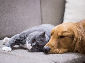 A cat and dog rest on a couch.