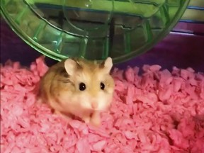 This undated image made from video provided by Belen Aldecosea shows Pebbles, her pet dwarf hamster.