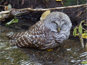 A very sick barred owl in a stream near Marine Drive in North Vancouver. Rats that die from rodenticide put out by people can then poison raptors.