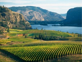 Vineyards in B.C.’s Okanagan Valley.