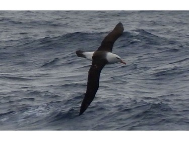 A black-browed albatross was one of several hundred that soared and swooped around the ship, Akademik Ioffe, as it headed north from Antarctica to Ushuaia, Argentina. Albatrosses and other seabirds feed in the rich waters where three oceans meet – Atlantic, Pacific and the Southern Ocean.