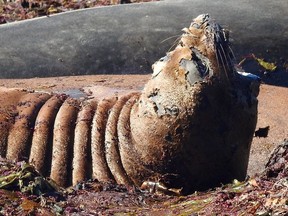 The reason for the care that's being taken to decontaminate is so that elephant seals like this one won't be infected or affected by anything from somewhere else.