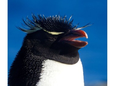 The rock-hopping penguin with its disco look does just that. It hops up the rocks from the sea using its clawed feet to feed the chicks that are now almost fully fledged. Daphne is visiting Sea Lion Island, Falkland Islands.