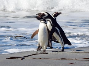 SEA LION ISLAND, Falkland Islands -- Three Magellenic penguins look out to the Scotia Sea. These penguins live only in temperate climates and not in Antarctica. But sometimes penguins range rather far afield. In one of half a dozen or more colonies on this privately owned island (which has been farmed by the same two families for years), there was a lone King penguin. (Photo by Daphne Bramham) [PNG Merlin Archive]