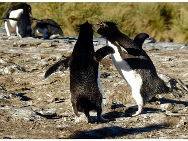 In late afternoon when the parents return with food from the sea, it's a squawking, raucous place to be as the starving chicks try to get food from any returning adult. The adults, on the other hand, only feed their own chicks. While penguins may all look and sound alike to us, each has a unique voice. Daphne is on Bleaker Island, Falkland Islands.