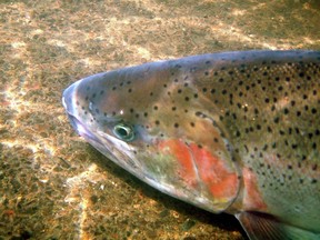 Steelhead migrate to salt water and return to their home river systems, much as salmon do, which puts them at risk of being caught in Pacific salmon net fisheries.