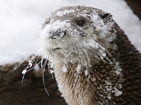 A river otter at the Sedgwick County Zoo is covered in snow after playing with a snowman created on Wednesday, Feb. 5, 2014, in Wichita, Kan.