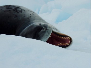 PARADISE BAY, Antarctica – A leopard seal yawns and bares its teeth in a ghoulish grin while taking a rest from preying on penguins at Paradise Bay, Antarctica.