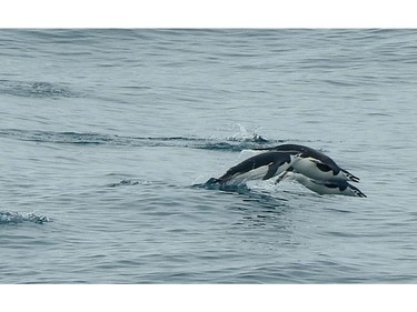 Chinstrap penguins jump in the air as they swim through the Scotia Sea near to Elephant Island, where 22 of Ernest Shackleton's crew spent four months waiting to be rescued.