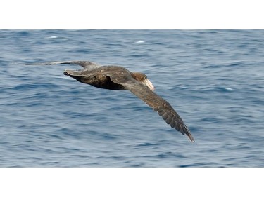 A giant petrel dances on the wind currents near the tip of South America in the Drake Passage.