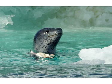 HOPE BAY, Antarctica – A leopard seal comes up for air after having killed an Adelie penguin chick at Hope Bay, Antarctica. The chicks have only recently fledged and are easy prey for these seals.