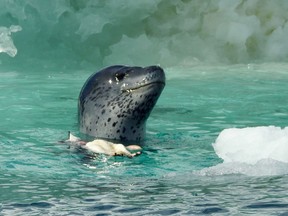 A leopard seal comes up for air after having killed an Adelie penguin chick. The chicks have only recently fledged and are easy prey for these seals.