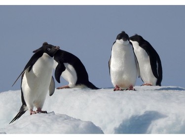 HOPE BAY, Antarctica – A clutch of Adelie penguin chicks have grown up enough that they now have to fend for themselves and can no longer rely on their parents to feed them. Their "Mohawk" haircuts are the remnants of the down that they must shed before they get their waterproofed feathers. The tufts on their head are usually the last thing to go because they can't reach it to slough it off. Daphne is at Hope Bay in Antarctica.